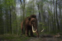 Dlakavi mamut iz tropskih šuma