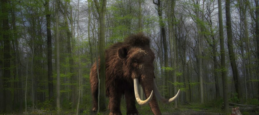 Dlakavi mamut iz tropskih šuma