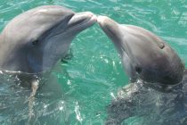 Zašto su delfini neodoljivi?