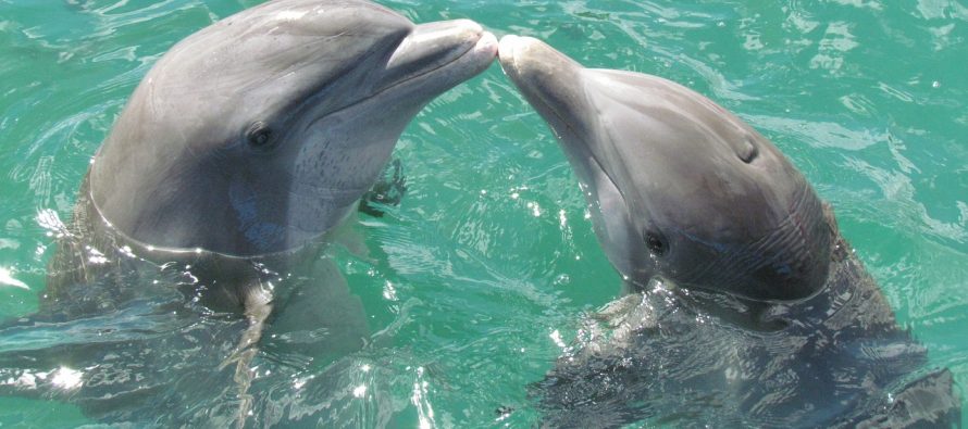 Osećaju li delfini tugu za stradalim članom?