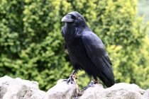 Koju neobičnu veštinu poseduje vrana?