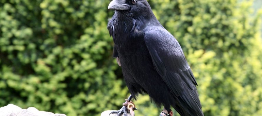 Koju neobičnu veštinu poseduje vrana?