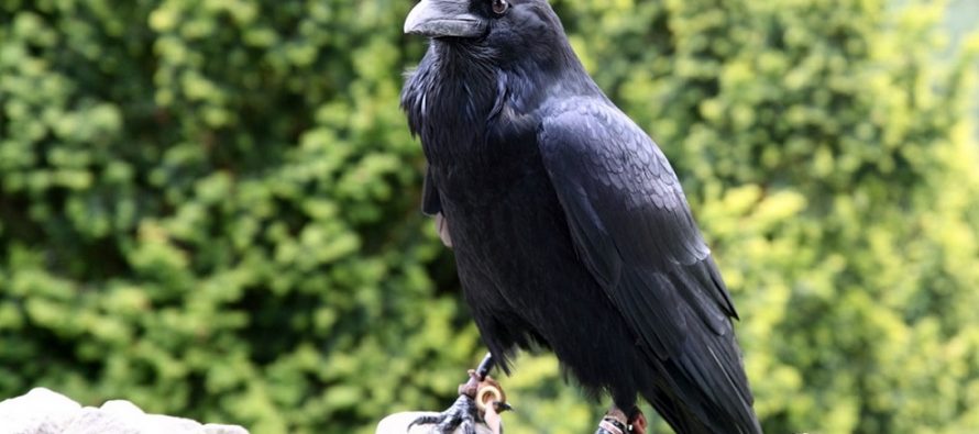 Naučnici dokazali da vrane poseduju višu inteligenciju