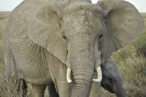 Zašto slonovi imaju velike uši?