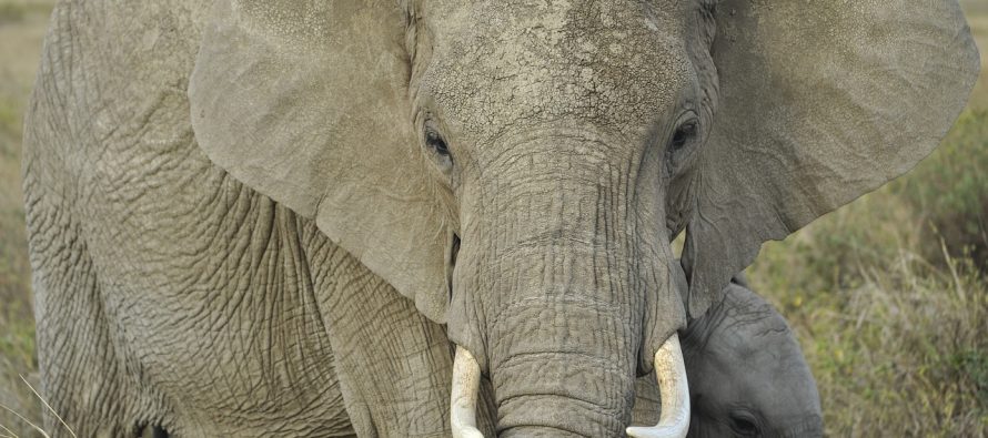 Zašto slonovi imaju velike uši?