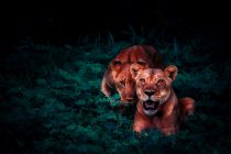 Porast broja ugroženih lavova!