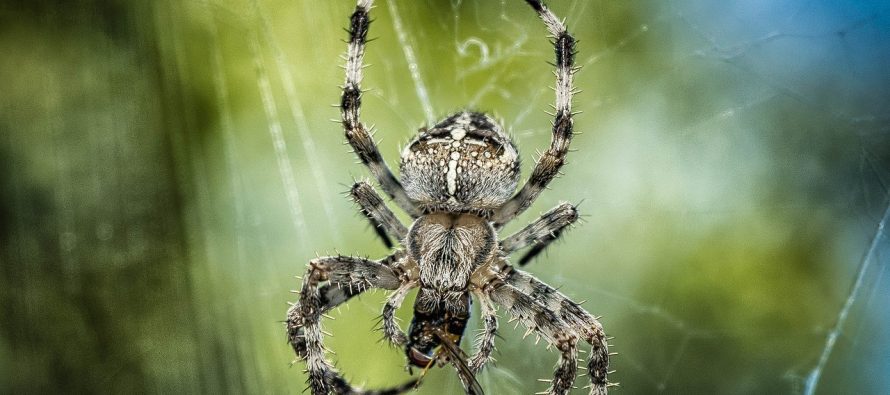Jedan od najsmrtonosnijih paukova na svetu ne plete mrežu!