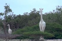 Da li ste čuli za bele žirafe?