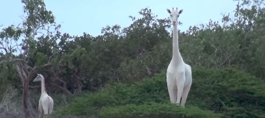 Da li ste čuli za bele žirafe?