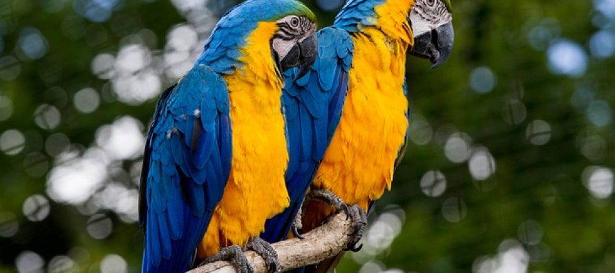 Papagaji mogu da se zarumene kao i ljudi?