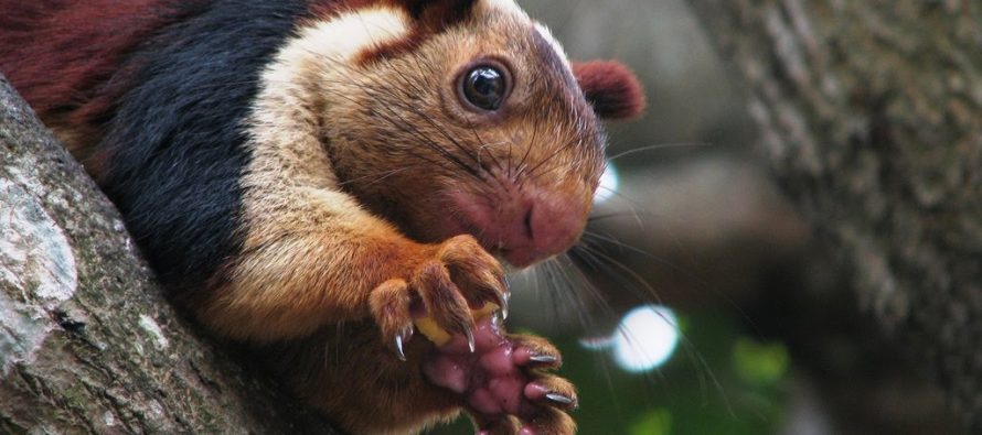 Džinovska veverica postoji?