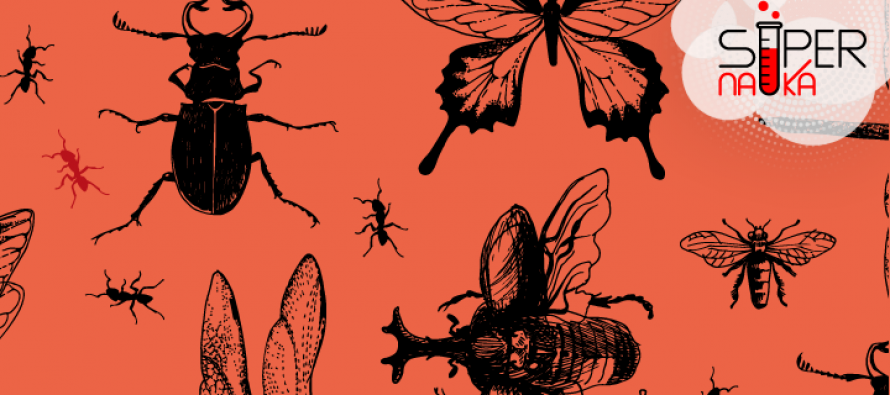 Da li su insekti hrana budućnosti?