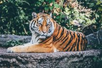 Zašto su tigrovi narandžasti?