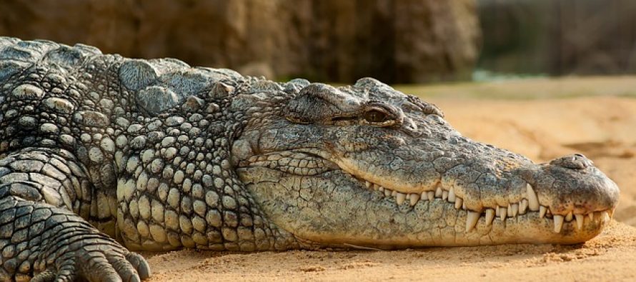 Znate li kako aligatori preživljavaju zimu?