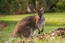 Tropski talas u Australiji ugrožava brojne životinje