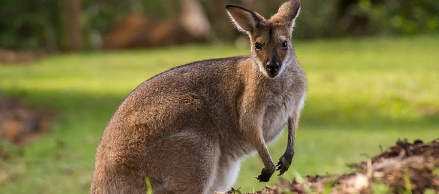 Tropski talas u Australiji ugrožava brojne životinje