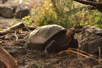 Drevna kornjača iz Transilvanije preživela izumiranje dinosaurusa