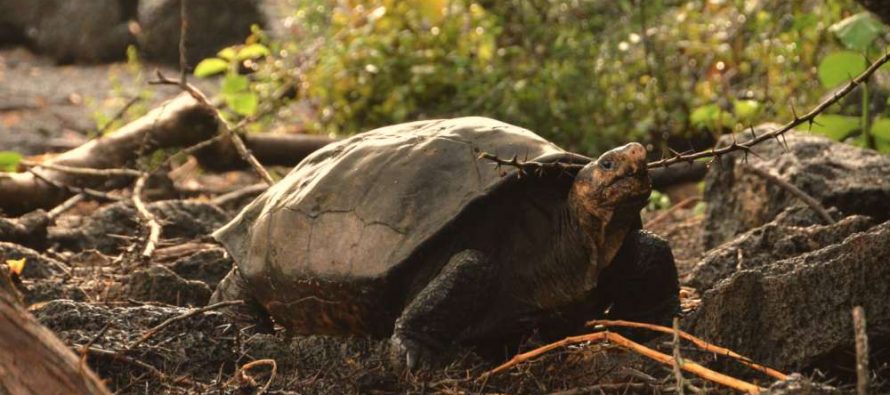 Džinovske kornjače vratile su se na Galapagos!