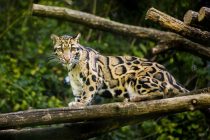 Primećena vrsta leoparda za koju se verovalo da je izumrla!