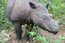 Uginuo je poslednji mužjak sumatranskog nosoroga u Maleziji