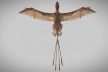 Otkrivena nova vrsta letećeg dinosaurusa