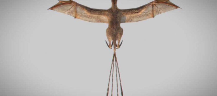 Otkrivena nova vrsta letećeg dinosaurusa