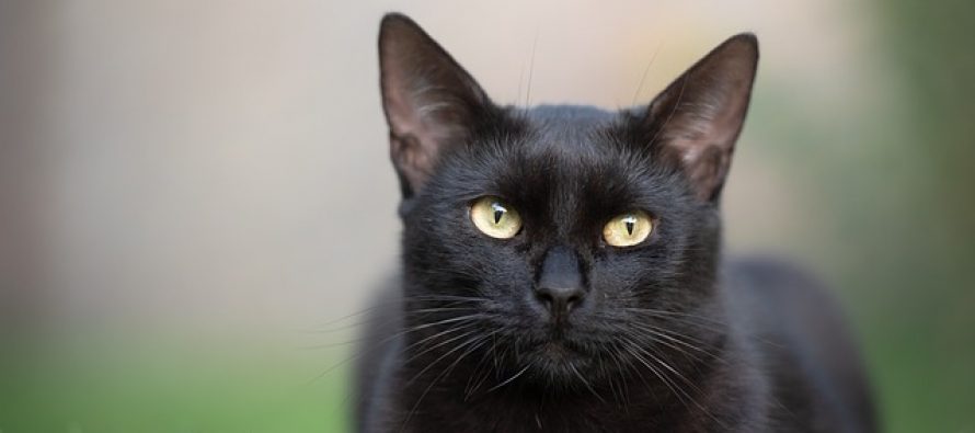 Zašto se veruje da crne mačke donose nesreću?