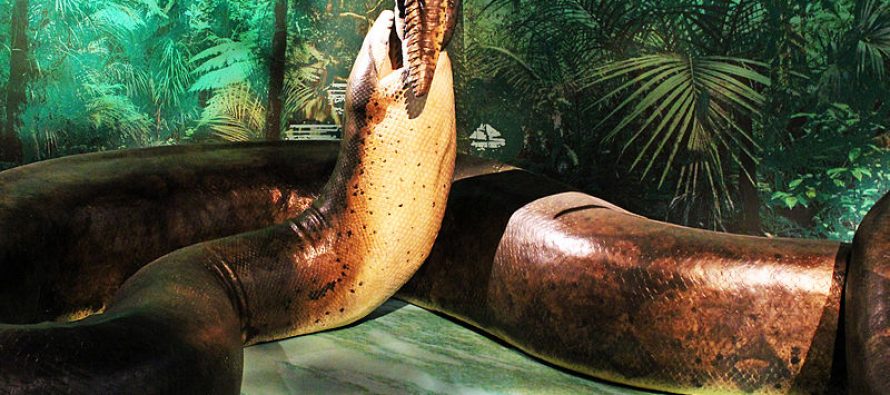 Titanboa džinovska zmija se možda opet pojavi na planeti?