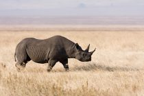 Ima nade za crnog nosoroga, čija populacija polako raste