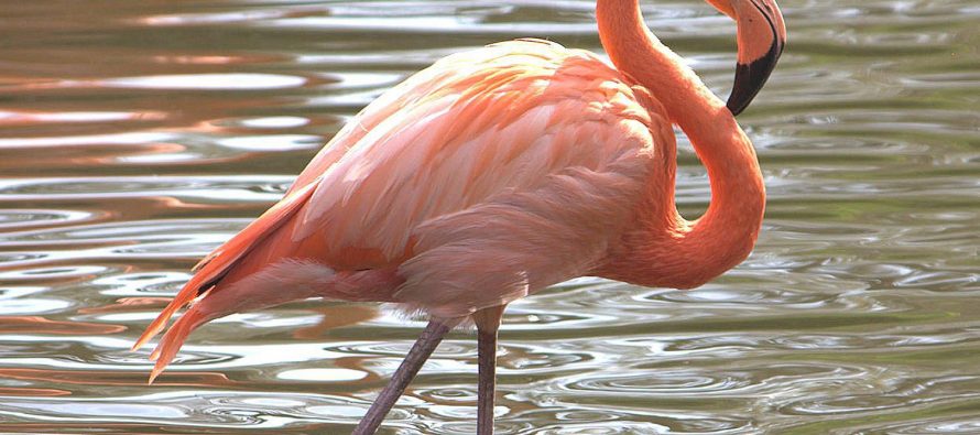 Zanimljive činjenice o ptici flamingo!