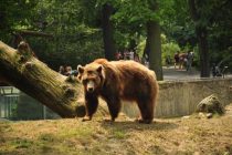 Životinje iz zoo vrtova se dosađuju bez posetilaca