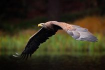 Zašto je uginula poslednja ženka orla belorepana u Srbiji?