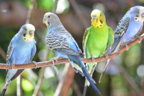 Kako ptice komuniciraju sa ljudima?