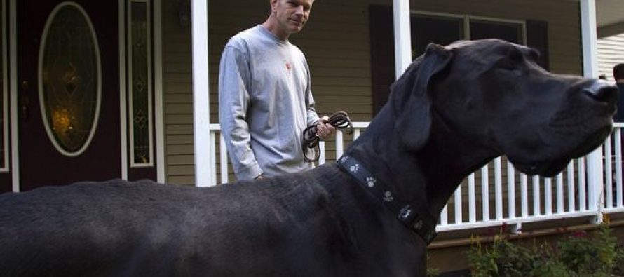 Najviši pas na svetu!
