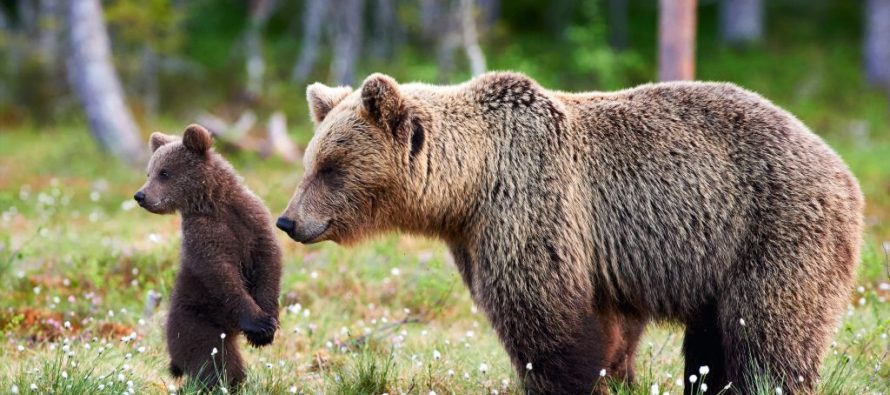 Mrki medvedi u Srbiji
