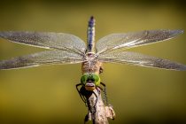 Meganeura je najveći leteći insekt koji je živeo na Zemlji
