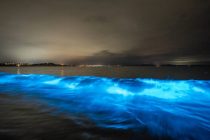 Morska “Aurora” – plankton koji svetli
