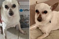 TobiKit – najstariji živi pas na svetu