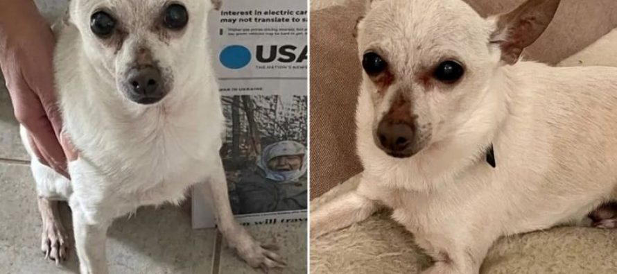 TobiKit – najstariji živi pas na svetu